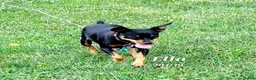 Miniature Pinscher dogs for sale: Cali - Ad 2