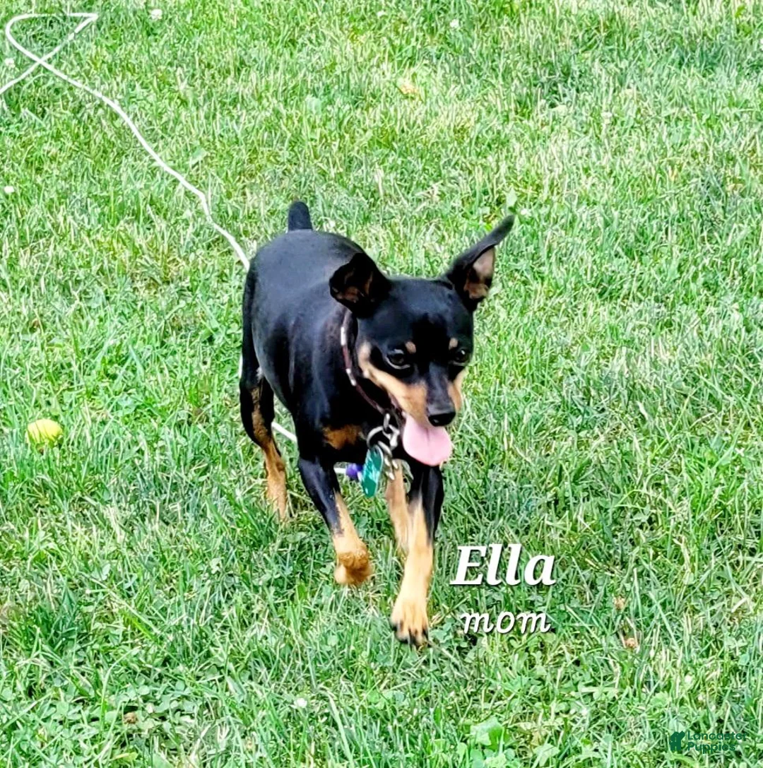 Miniature Pinscher dogs for sale: Cali - Ad 2