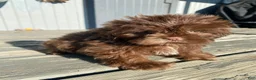 Shih Tzu dogs for sale: Tucker - Ad 10