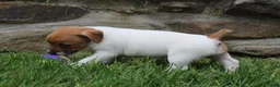 Jack Russell Terrier dogs for sale: Zoey - Ad 5