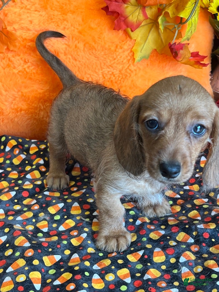 Dachshund dogs Sybil - Ad 30