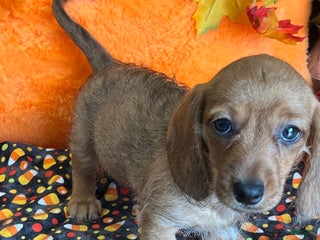 Dachshund dogs Sybil - Ad 1