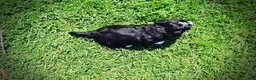 Havapoo dogs for sale: Taz - Ad 7