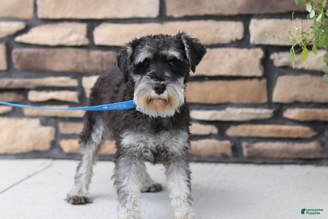 Miniature Schnauzer dogs for sale: Charity - Ad 10