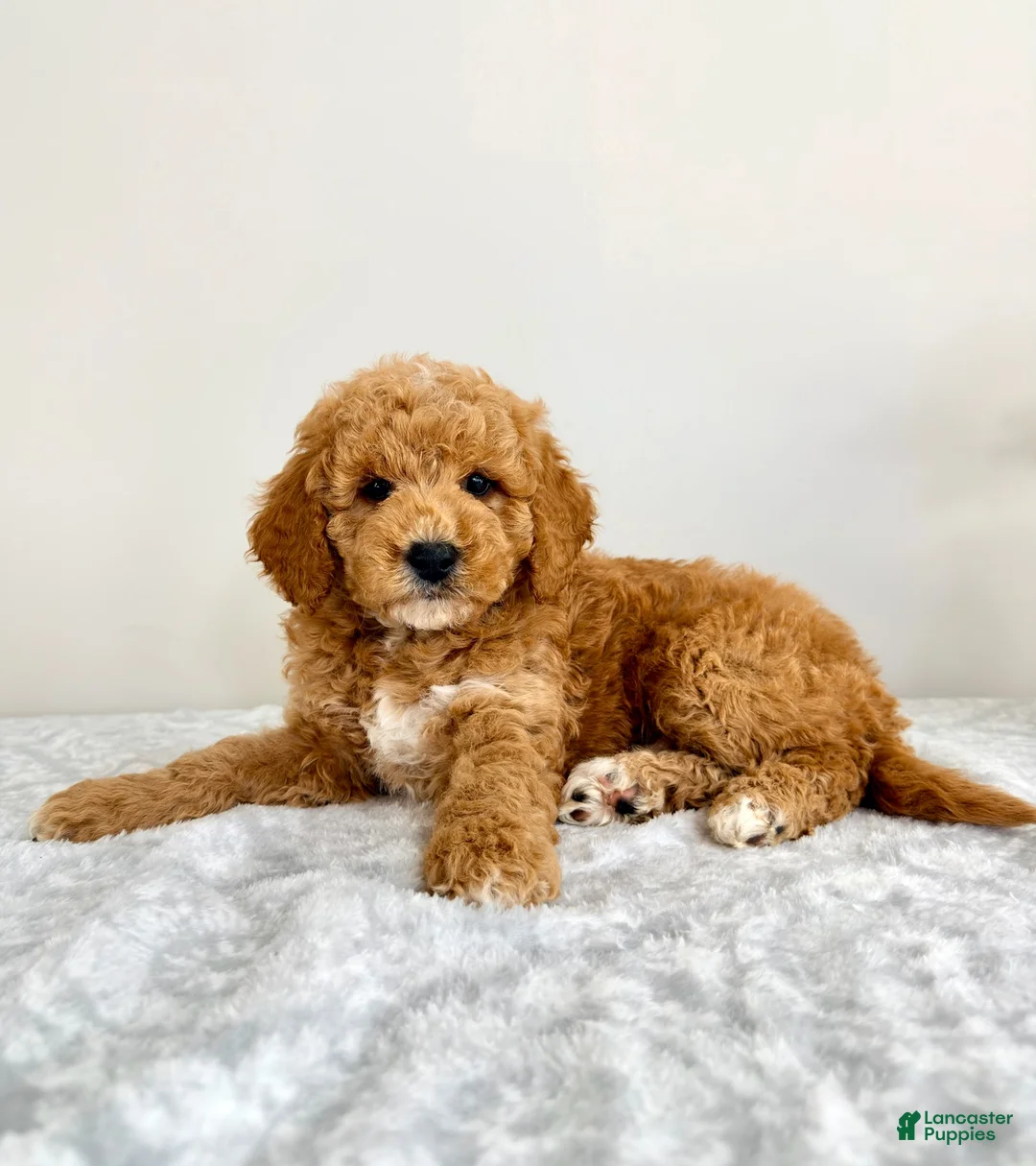 Mini Goldendoodle dogs for sale: Gunther - Ad 2