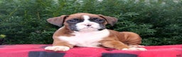 Boxer dogs for sale: Apple  - Ad 3
