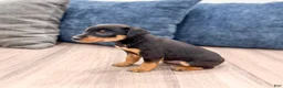 Miniature Pinscher dogs for sale: Keiser - Ad 5