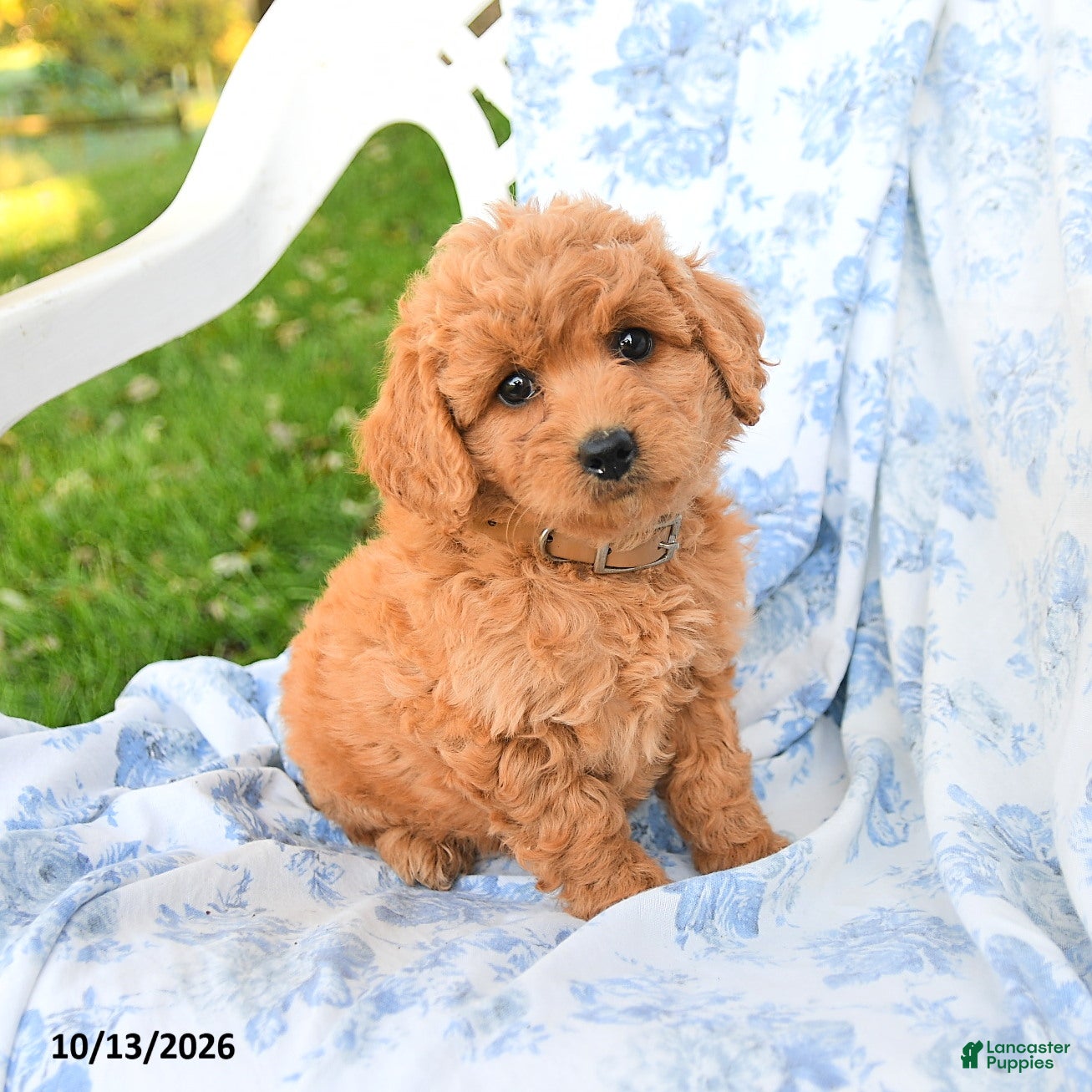 Miniature Labradoodle dogs for sale: Crumpet - Ad 1