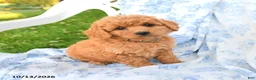 Miniature Labradoodle dogs for sale: Crumpet - Ad 1