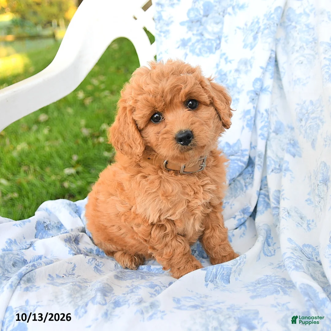Miniature Labradoodle dogs for sale: Crumpet - Ad 1