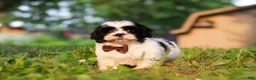 Shih Tzu dogs for sale: Maverick - Ad 5