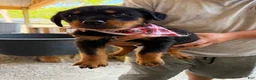 Rottweiler dogs for sale: Rottweiler Puppy 1 - Ad 1