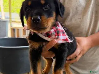 Rottweiler dogs Rottweiler Puppy 1 - Ad 16