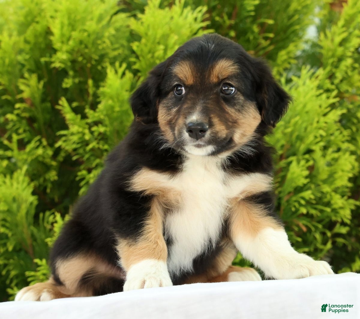 Australian Shepherd dogs for sale: Sunshine - Ad 5