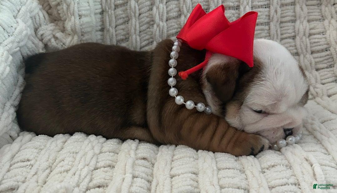 English Bulldog dogs for sale: English Bulldog Female - Ad 3