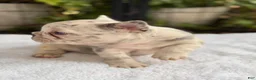 French Bulldog dogs for sale: Dahlia - Ad 2