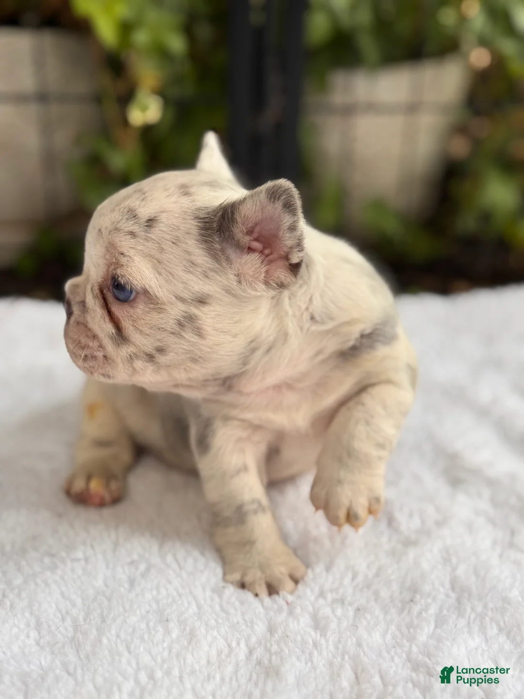 French Bulldog dogs for sale: Dahlia - Ad 2