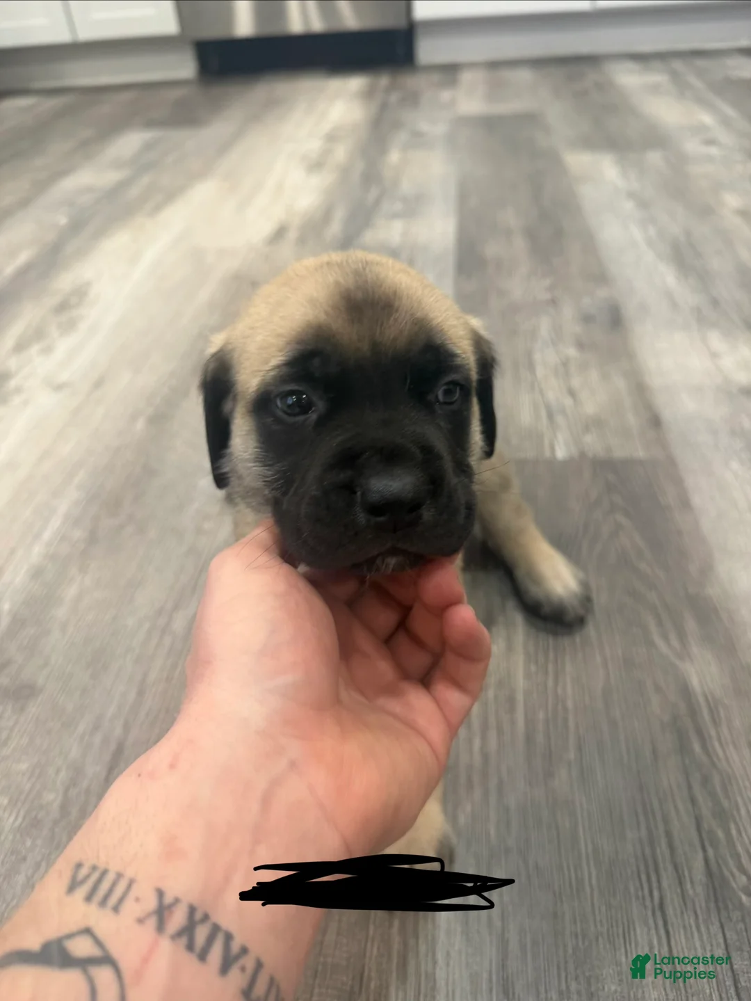 English Mastiff dogs for sale: English Mastiff Puppy 5 - Ad 7