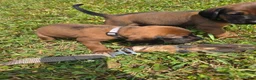 Other breed dogs for sale: Bavarian Mountain Scent Hound Gray Male Puppy - Ad 1