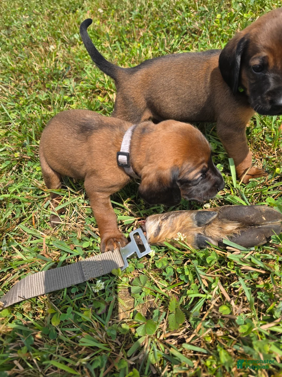 Other breed dogs for sale: Bavarian Mountain Scent Hound Gray Male Puppy - Ad 1