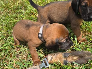 Other breed dogs Bavarian Mountain Scent Hound Gray Male Puppy - Ad 14