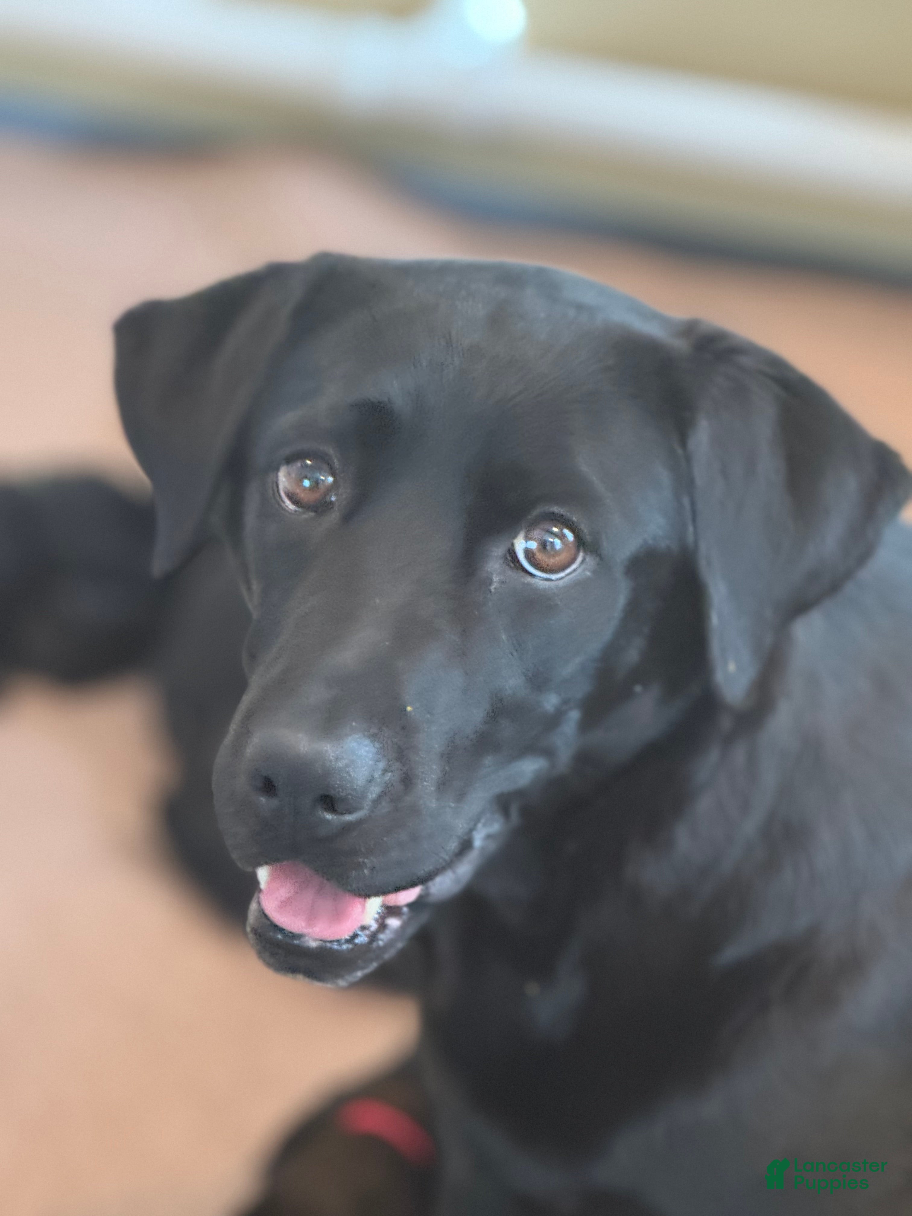 Mixed Breed dogs Firefly's Calm - Ad 2