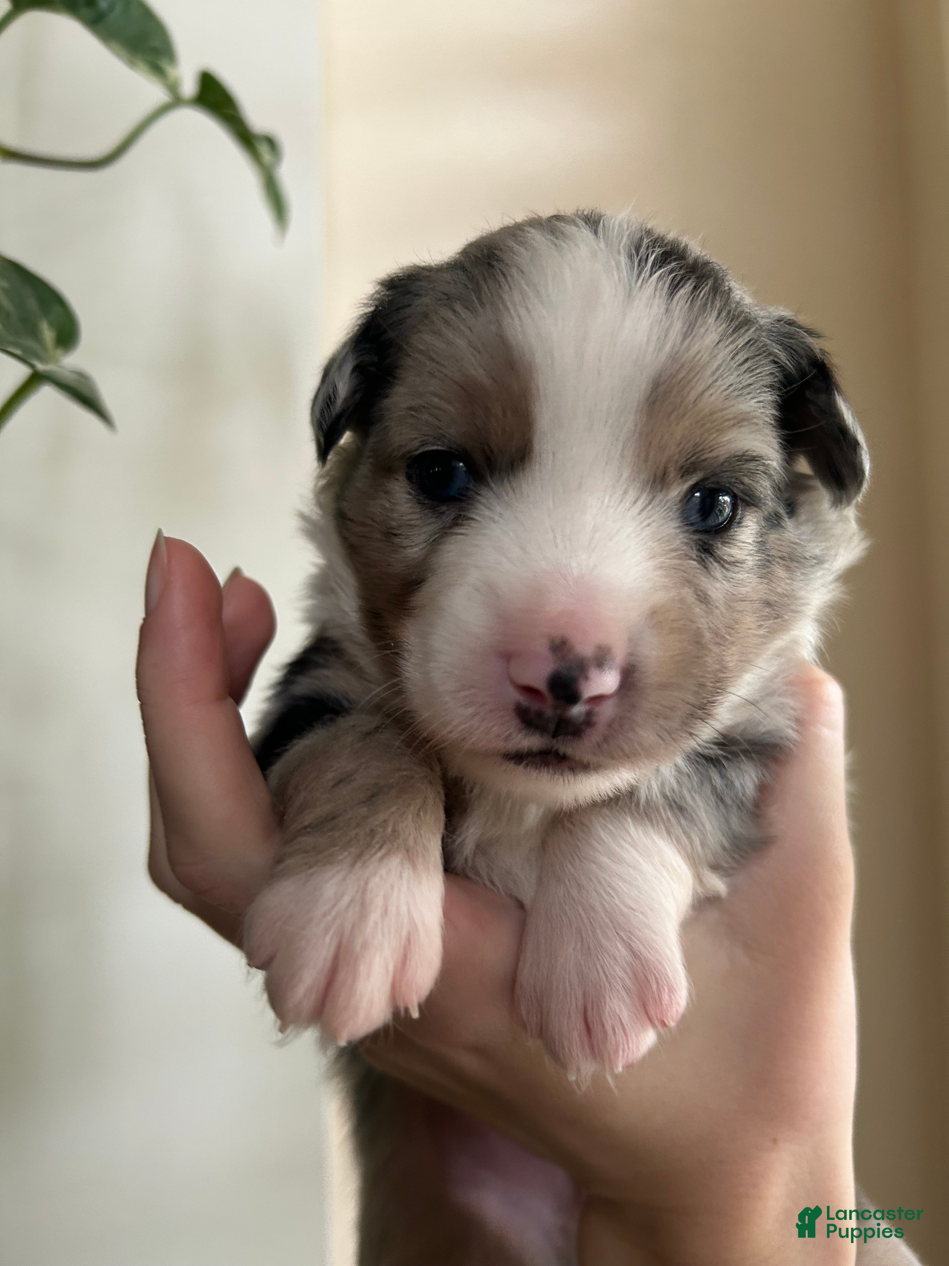 Miniature Australian Shepherd dogs for sale: Atlas - Ad 7