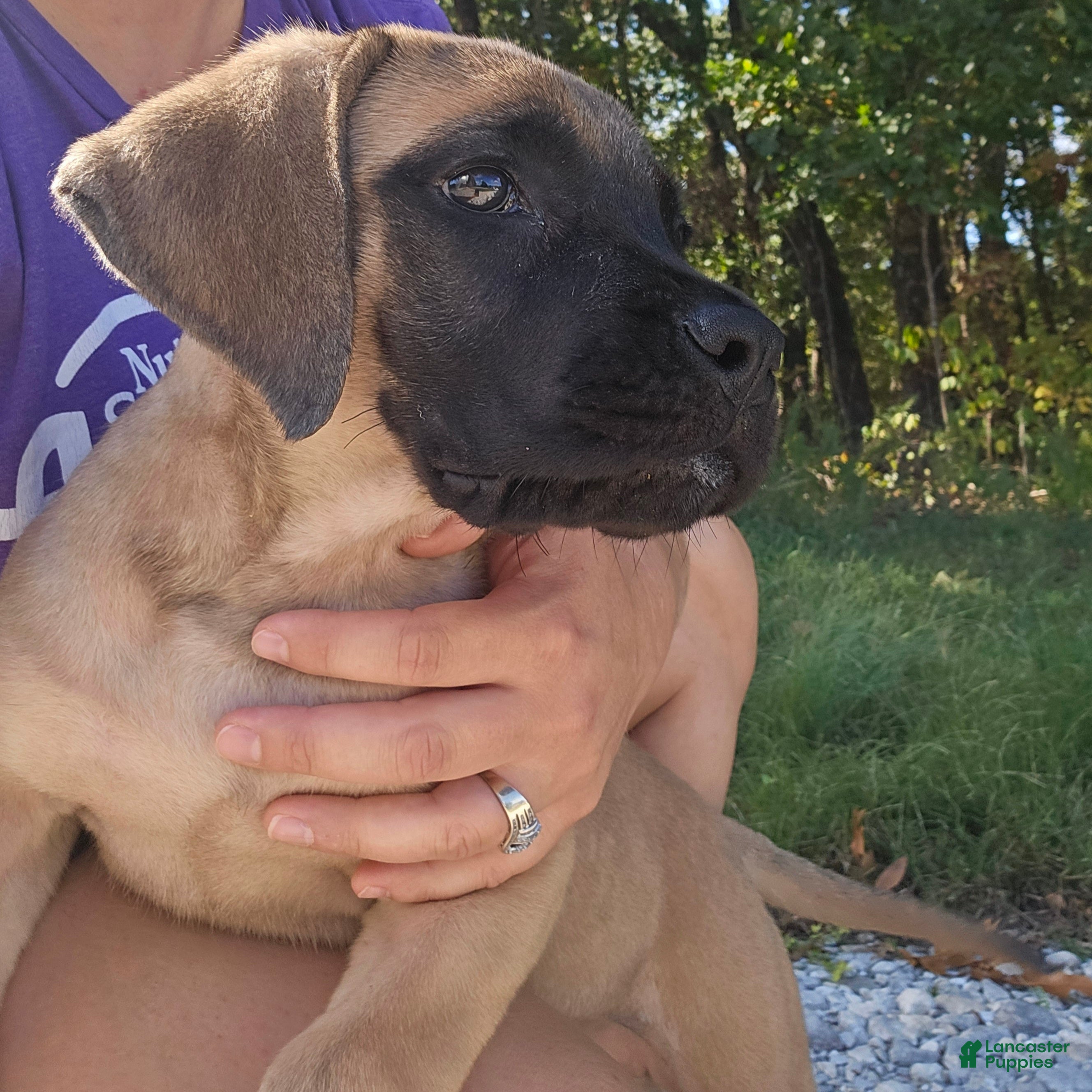 English Mastiff dogs English Mastiff Eve - Ad 2