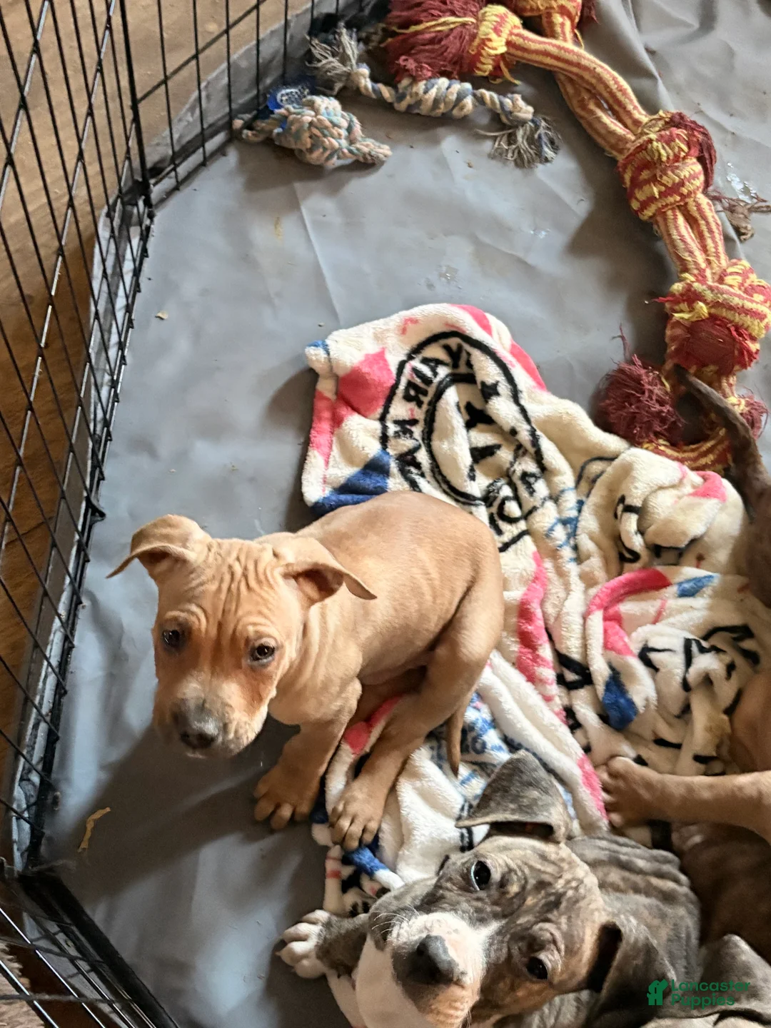 Mixed Breed dogs for sale: Smurf - Ad 2