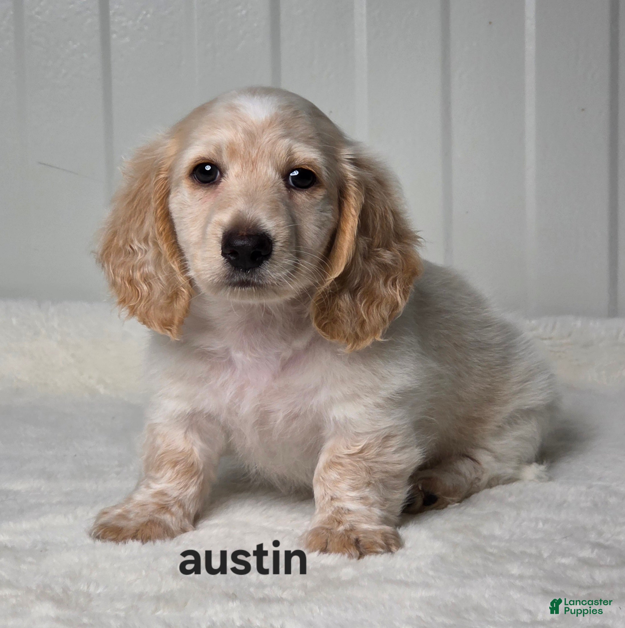 Miniature Dachshund dogs Austin - Ad 1