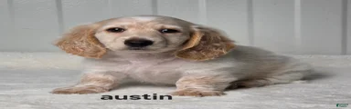 Austin