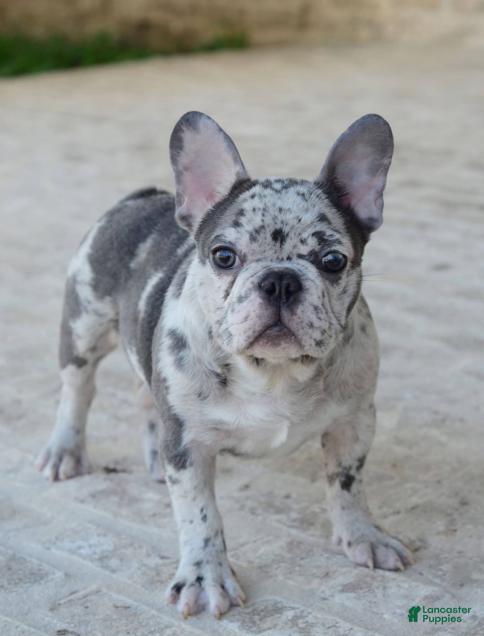 French Bulldog dogs French Bulldog Puppy 1 - Ad 1