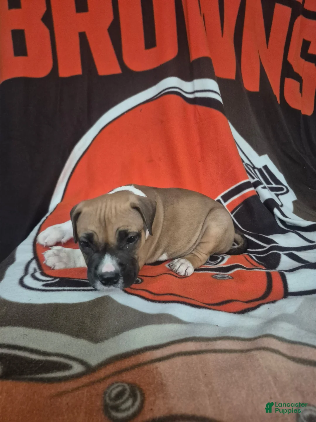 American Pit Bull Terrier dogs for sale: American Pit Bull Terrier 7 - Ad 1
