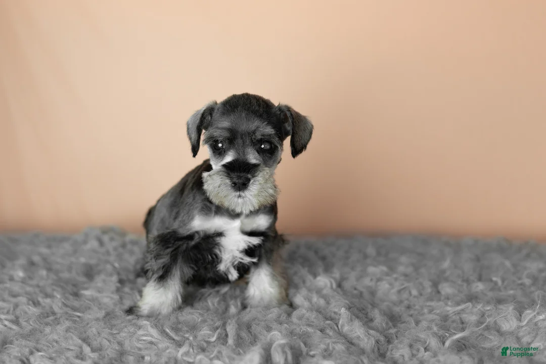 Miniature Schnauzer dogs for sale: Susie - Ad 2