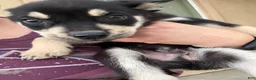 Pitsky dogs for sale: Pitsky 1 - Ad 2
