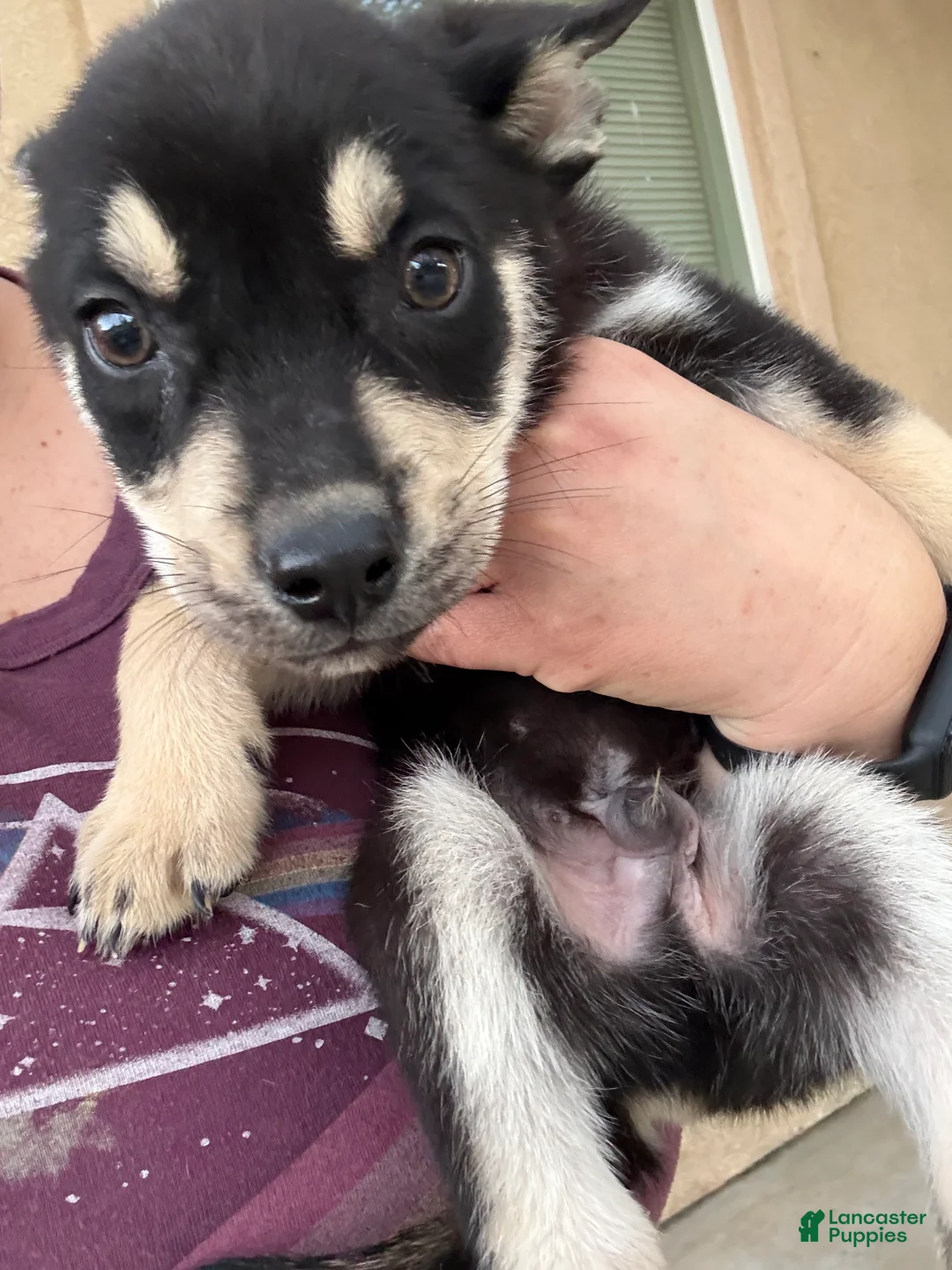 Pitsky dogs for sale: Pitsky 1 - Ad 2