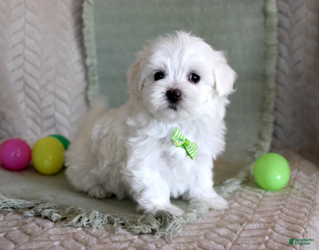 Maltese dogs for sale: Tuffy - Ad 2