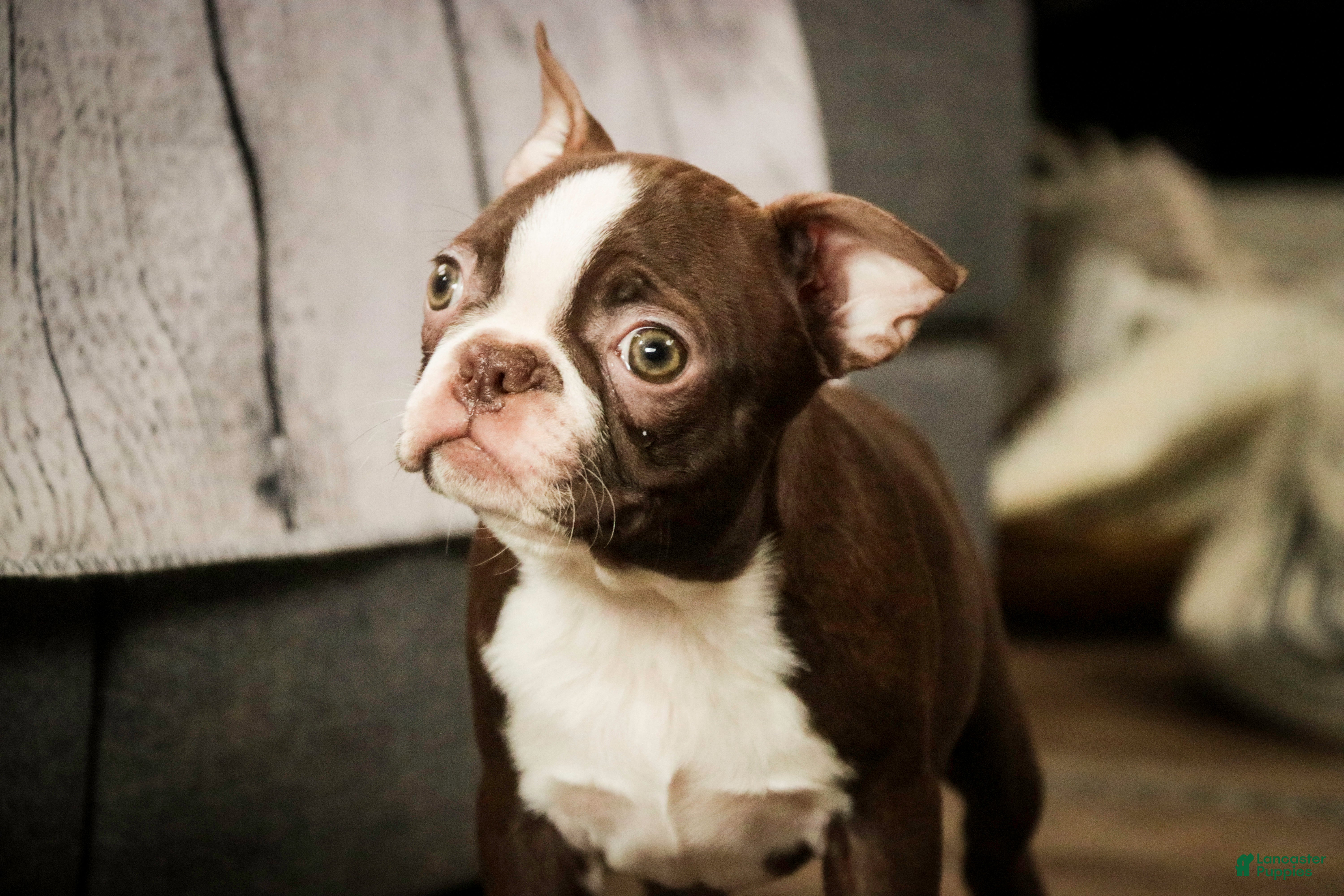 Boston Terrier dogs Katie - Ad 2