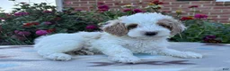 Cockapoo dogs for sale: Buddy  - Ad 3
