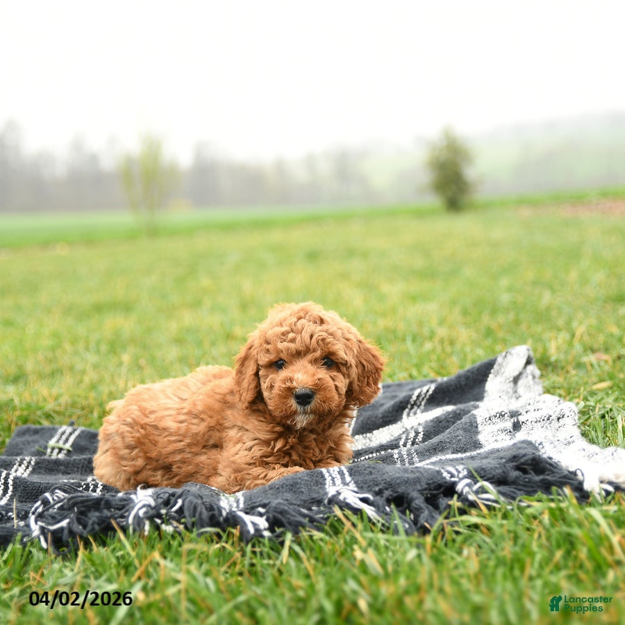 Mini Goldendoodle dogs Tracy - Ad 2