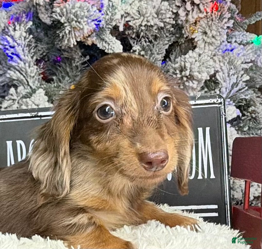 Miniature Dachshund dogs for sale: Pra clear AKC CH BRED RUSSIAN DAPPLE - Ad 10