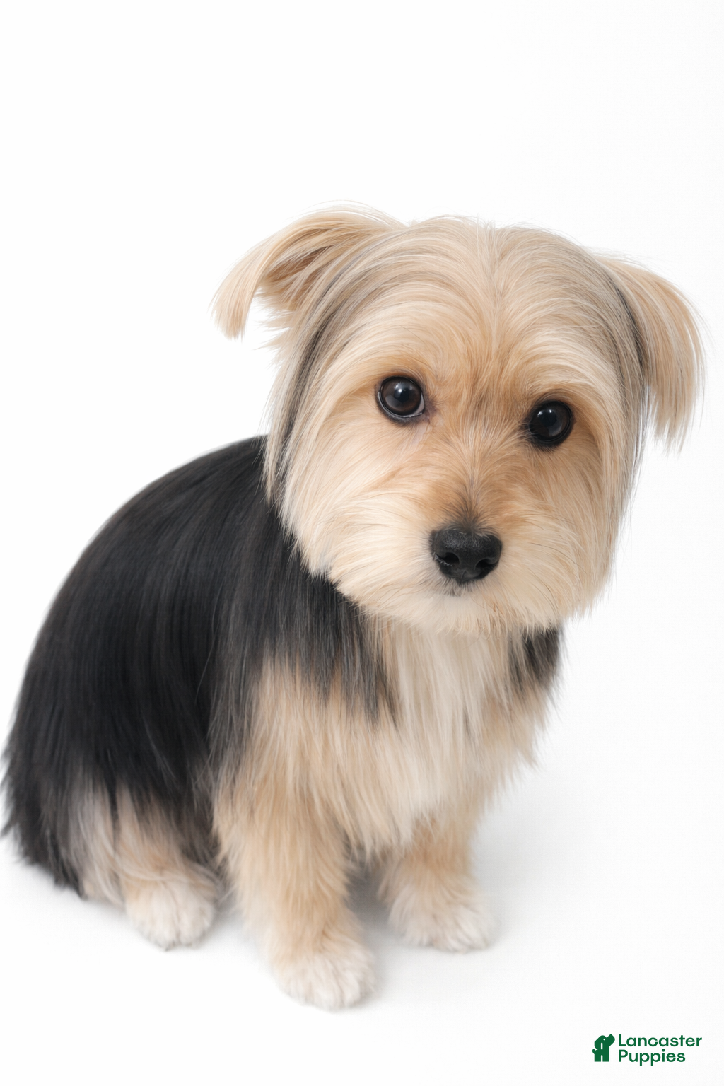 Morkie dogs Blue - Ad 23