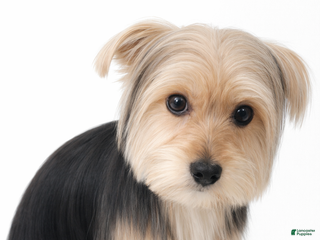 Morkie dogs Blue - Ad 23