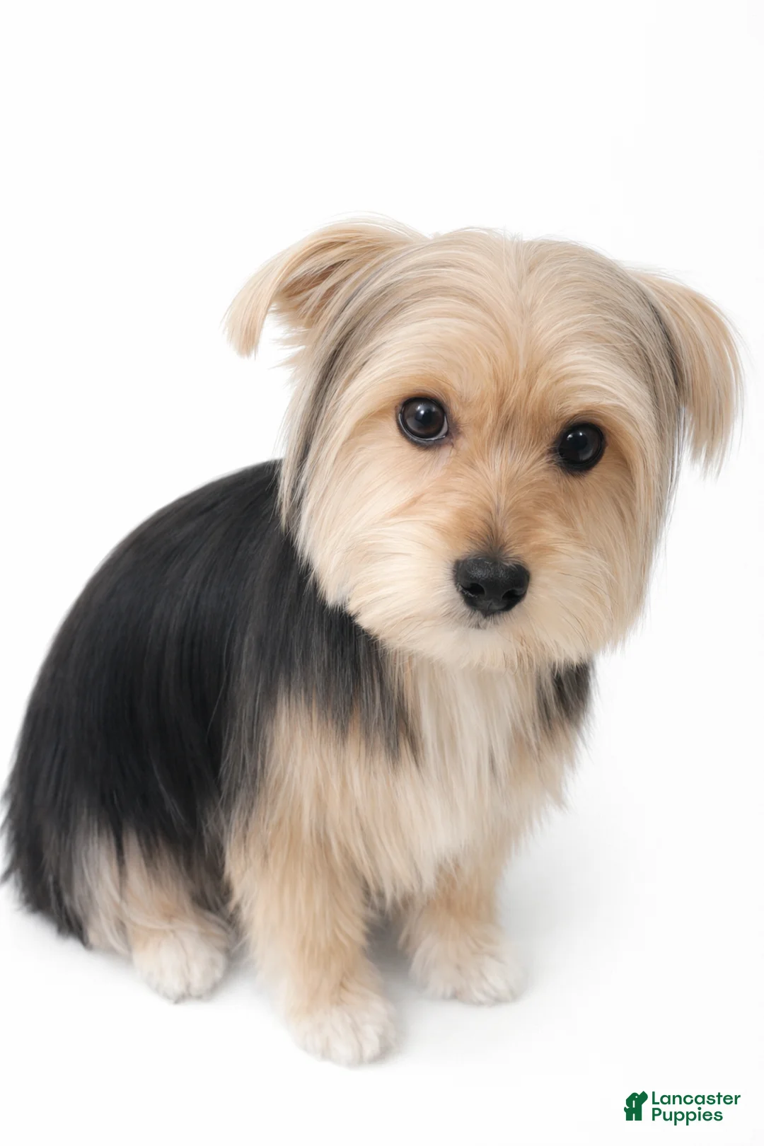 Morkie dogs for sale: Blue - Ad 1