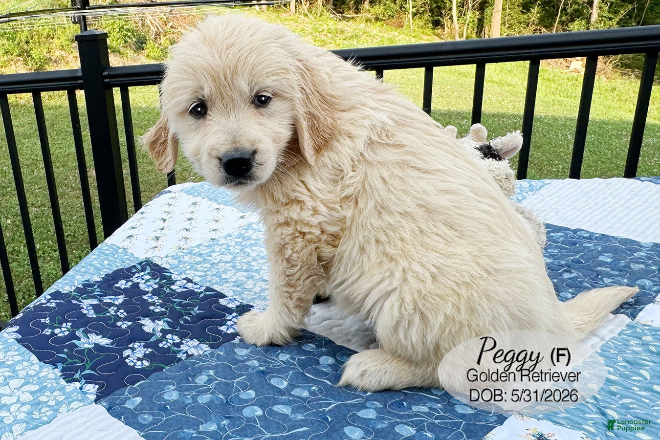 Golden Retriever dogs for sale: Peggy - Ad 3