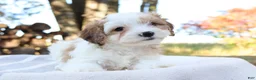 Cavapoo dogs for sale: Woody - Ad 2