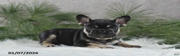 French Bulldog dogs for sale: Adela - Ad 5