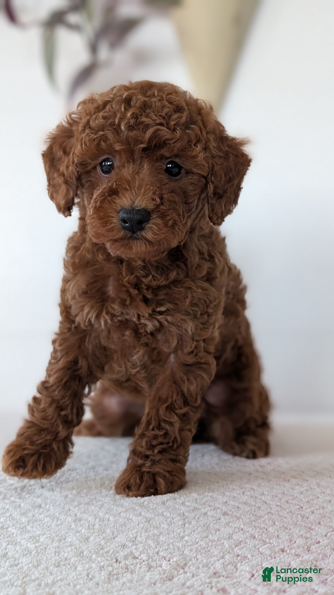 Toy Poodle dogs for sale: Carter - Ad 4