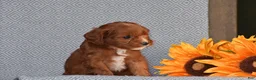 Cavapoo dogs for sale: Anna - Ad 3