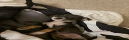 Chihuahua dogs for sale: Dexter - Ad 3